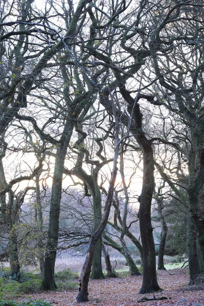Een Verticaal Schot Van Bomen Sutton Park Birmingham — Stockfoto