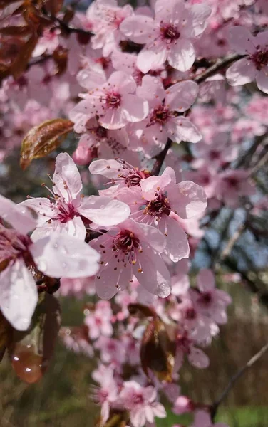 Pionowe Zbliżenie Wiśniowej Gałęzi Drzewa Różowawo Białymi Kwiatami — Zdjęcie stockowe