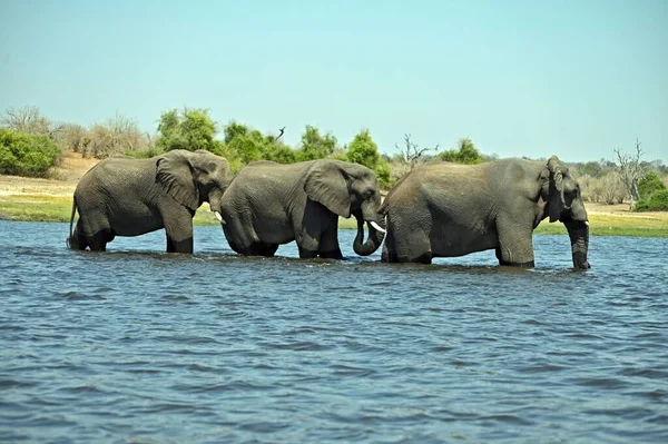Ένα Κοπάδι Ελεφάντων Διασχίζει Τον Ποταμό Chobe Στο Εθνικό Πάρκο — Φωτογραφία Αρχείου