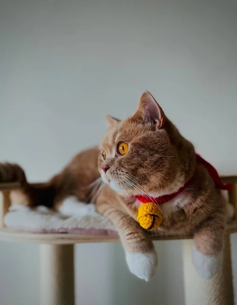 Vertikal Bild Bedårande Brun Katt Med Stickad Klocka Halsen — Stockfoto