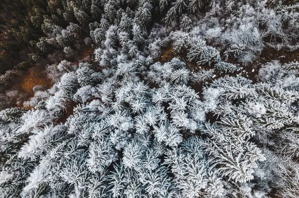 Drone Shot Snow Covered Trees Forest Cool Background — Stock Photo, Image