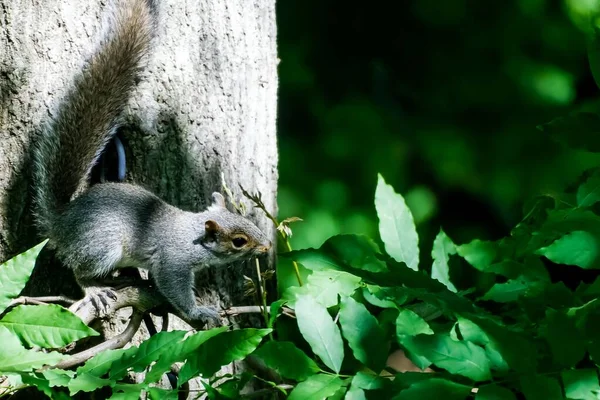 Wiewiórka Boku Drzewa Lesie — Zdjęcie stockowe