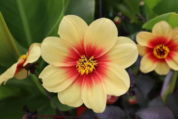 Close Florescendo Amarelo Vermelho Dahlia — Fotografia de Stock