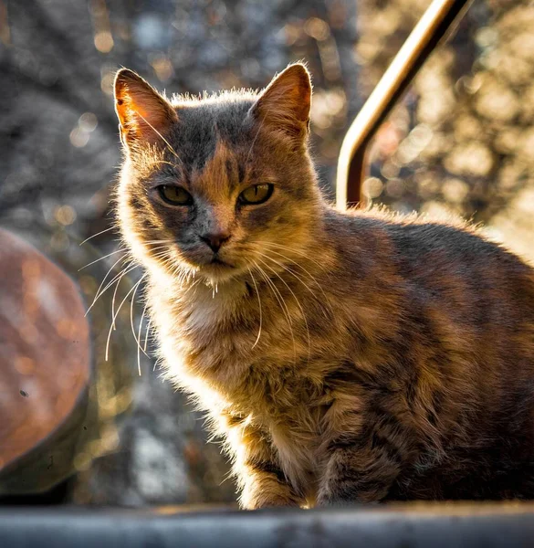 Närbild Bedårande Tabby Katt Solig Park — Stockfoto