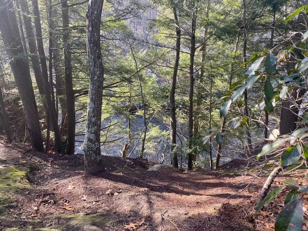 森の中の木々や落ち葉の高い角度の眺め — ストック写真