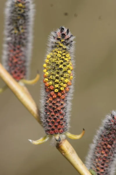 Una Macro Toma Vertical Macho Floreciente Color Rojo Amarillo Salix — Foto de Stock