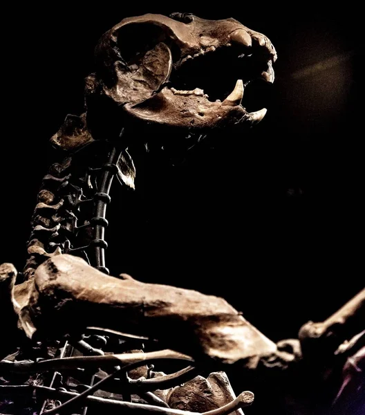 芝加哥野外博物馆内恐龙骨骼的特写镜头 — 图库照片