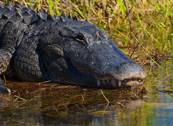 Närbild Amerikansk Alligator Vid Damm — Stockfoto