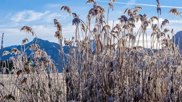 岩山を背景にした背の高い草の風景 — ストック写真