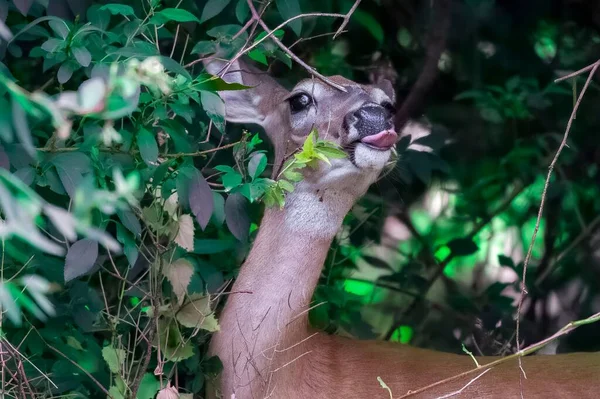 Jeleń Jedzący Liście Lesie — Zdjęcie stockowe