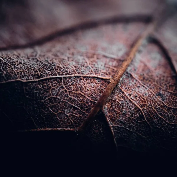 Makro Ujęcie Szczegółów Suszonego Liścia — Zdjęcie stockowe