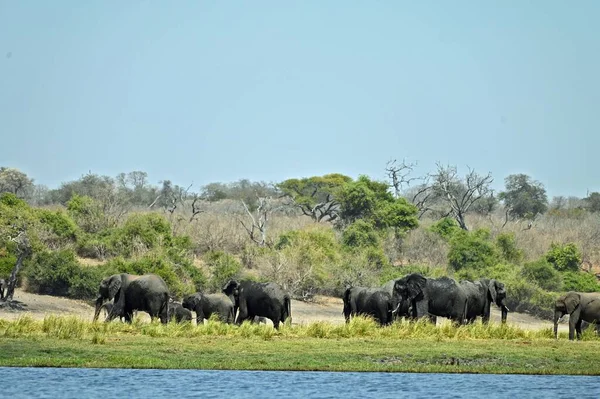 Egy Elefántcsorda Halad Chobe Folyón Botswanai Chobe Nemzeti Parkban — Stock Fotó