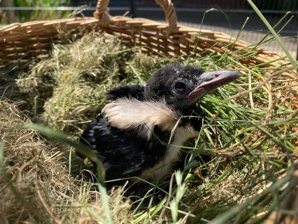 Closeup Magpie Hatchling Its Nest Sunlight — Stock Photo, Image