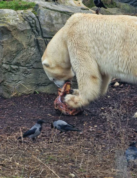 Ένα Κάθετο Κοντινό Πλάνο Μιας Πολικής Αρκούδας Που Τρώει Κρέας — Φωτογραφία Αρχείου