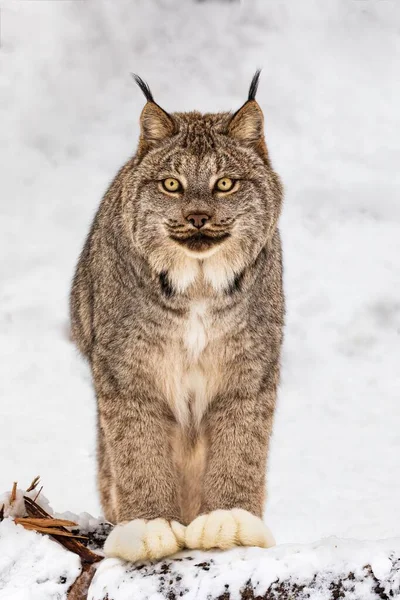 Een Verticaal Shot Van Een Lynx Sneeuw — Stockfoto