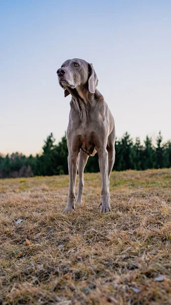 Vertical Cute Weimaraner Dog Standing Field Blurred Background — Stock Photo, Image