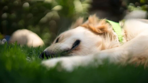 Nærbilde Golden Retriever Hund Som Sover Gresset Uklar Bakgrunn – stockfoto