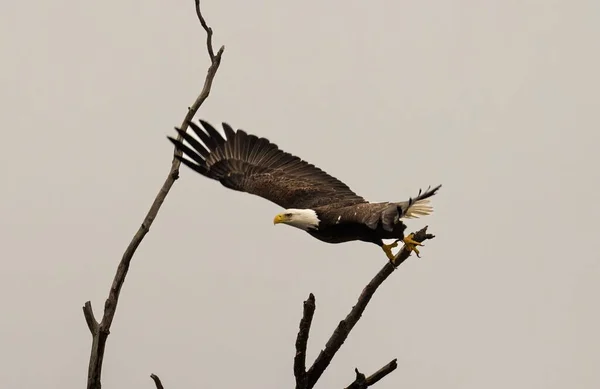 Bald Eagle Taking Branch Gray Sky Background — Stock Photo, Image