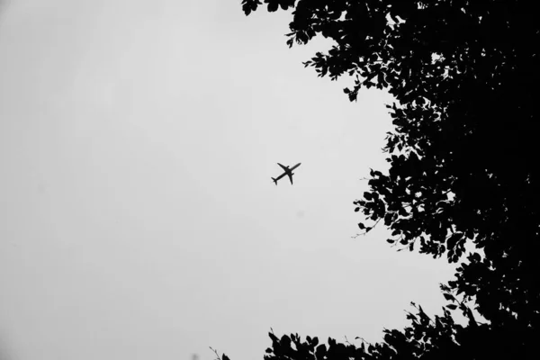 Χαμηλή Γωνία Των Κορυφών Των Δέντρων Ενάντια Ένα Αεροπλάνο Που — Φωτογραφία Αρχείου