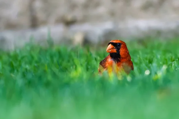 Gros Plan Cardinal Rouge Nord Perché Dans Herbe Verte — Photo