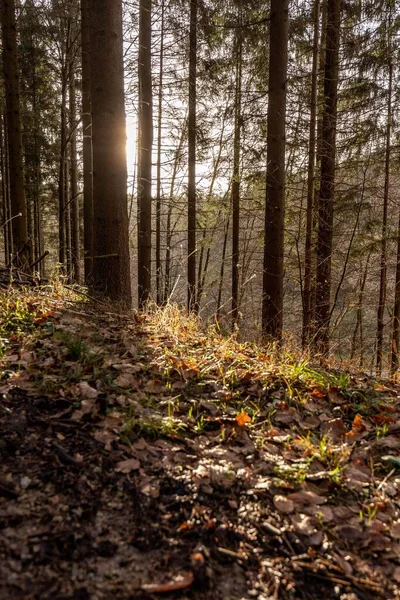 Vertikal Solstråle Skiner Vacker Höstskog Baden Wurtemberg Tyskland — Stockfoto