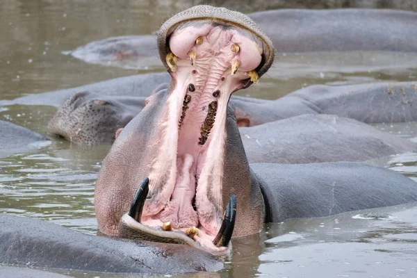Tiro Perto Hipopótamo Nadando Lago Mostrando Sua Boca Aberta Como — Fotografia de Stock