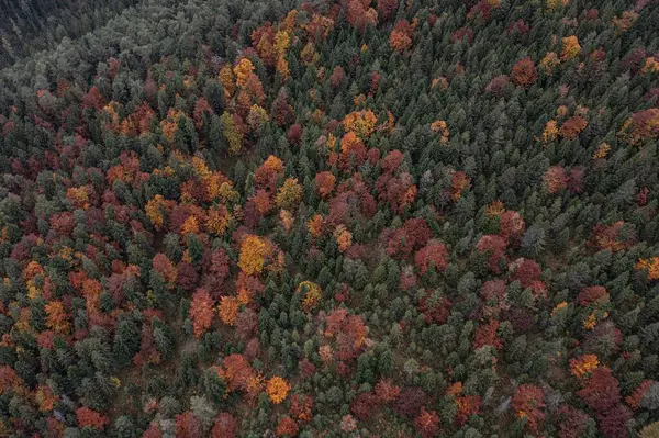 Αεροφωτογραφία Της Υφής Των Δέντρων Στο Όμορφο Δάσος Του Φθινοπώρου — Φωτογραφία Αρχείου
