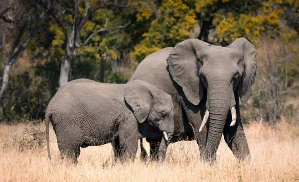 Мамочкин Слон Ребенком Гуляющий Национальном Парке Крюгера Южная Африка — стоковое фото