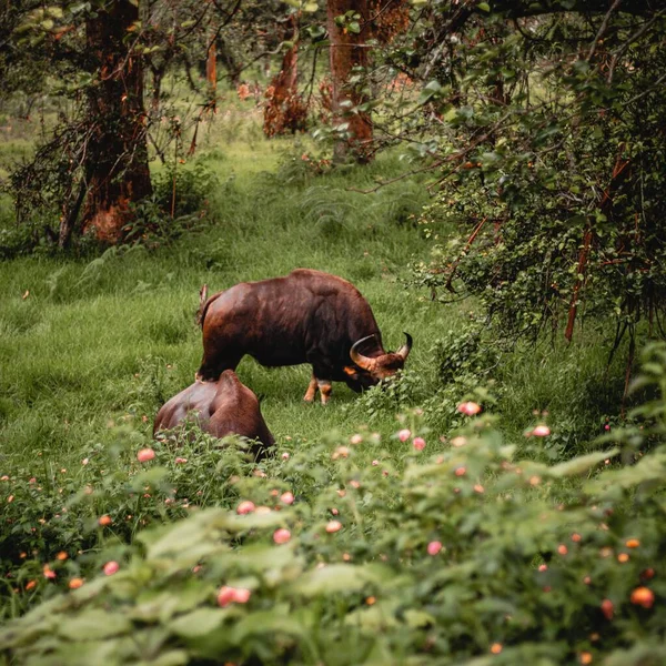 Kaksi Gaur Bos Gaurus Härkää Laiduntavat Metsässä — kuvapankkivalokuva