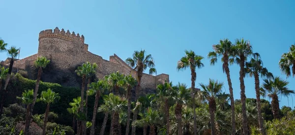 Φοίνικες Στο Πάρκο Majuelo Θέα Μεσαιωνικό Κάστρο Του San Miguel — Φωτογραφία Αρχείου