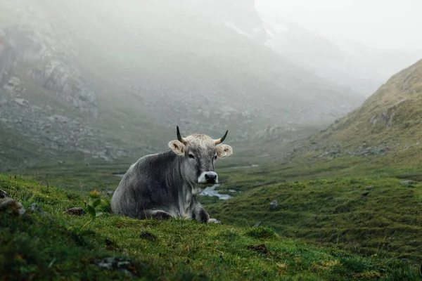 Una Hermosa Vista Una Raza Ganado Gris Tirol Acostado Hierba — Foto de Stock