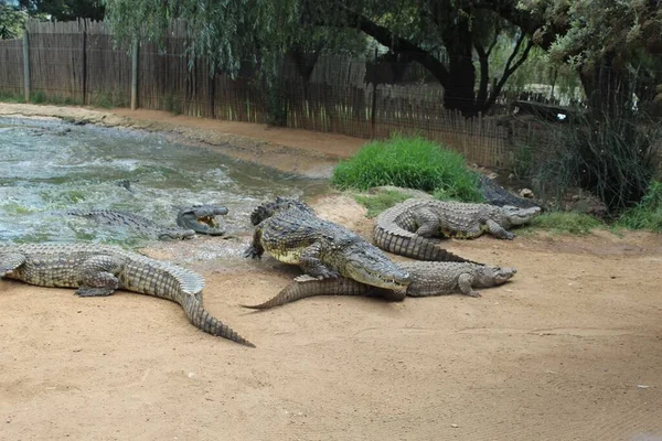 Groupe Grands Dangereux Alligators Reposant Sur Terre Ferme Nageant Dans — Photo