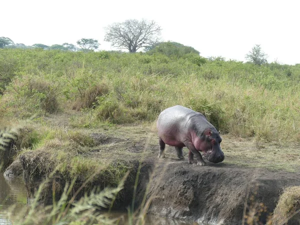 Stor Flodhäst Hippopotamus Amfibie Behöver Tillbringa Större Delen Dagen Vatten — Stockfoto