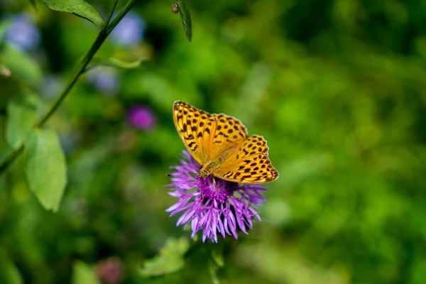 Eine Nahaufnahme Eines Silbergewaschenen Schmetterlings Auf Einer Schönen Lila Blume — Stockfoto