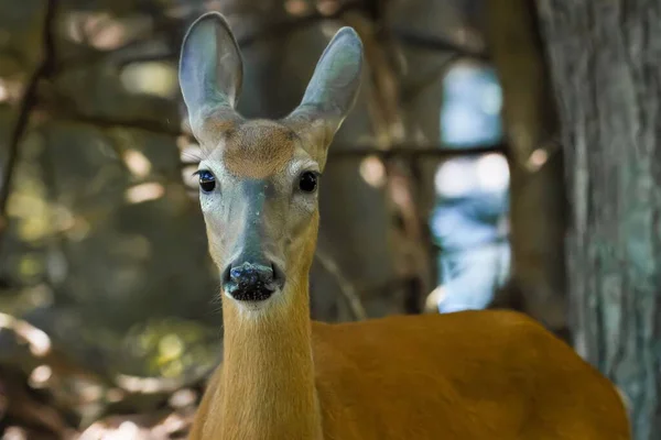 一只鹿站在树林里看着摄像机 — 图库照片