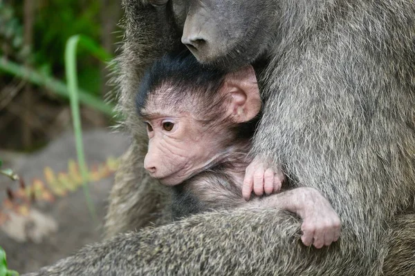 Primer Plano Una Madre Babuina Abrazando Bebé Una Reserva Africana — Foto de Stock