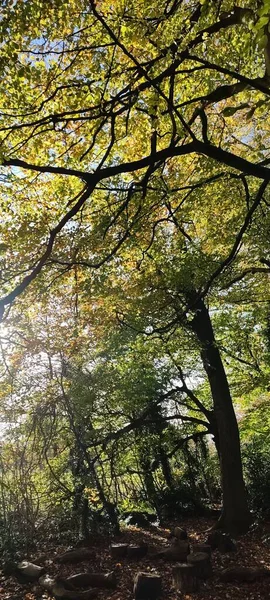 Високі Дерева Сухе Листя Землі Лісі — стокове фото