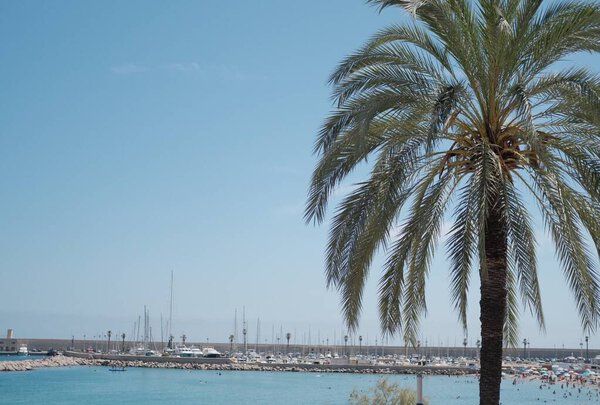 A closeup of a palm tree with a seascape and harbor in the background