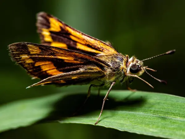 Eine Schöne Nahaufnahme Eines Lepidoptera Auf Dem Blatt — Stockfoto