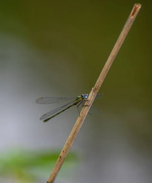 在木棍上拍下的蜻蜓的垂直特写镜头 — 图库照片