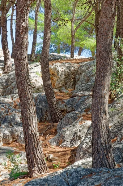 Grandes Rochas Com Árvores Altas Área Ruína Castelo — Fotografia de Stock