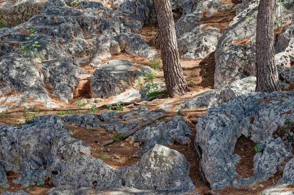 Große Felsen Mit Hohen Bäumen Bereich Der Burgruine — Stockfoto