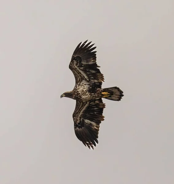 在灰色背景下飞行的猎鹰 — 图库照片