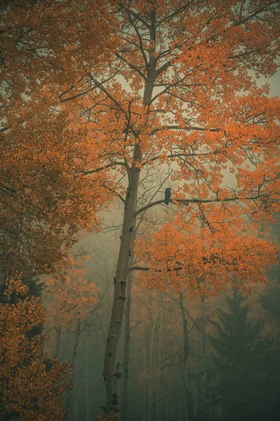 Ένα Κάθετο Πλάνο Ενός Όμορφου Δάσους Κατά Διάρκεια Του Φθινοπώρου — Φωτογραφία Αρχείου