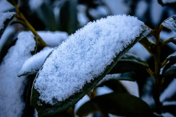 Una Hoja Verde Cubierta Nieve —  Fotos de Stock