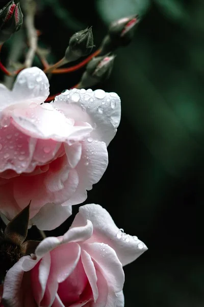 在一个背景模糊的花园里 一束长长的粉色玫瑰 上面撒满了露珠 — 图库照片