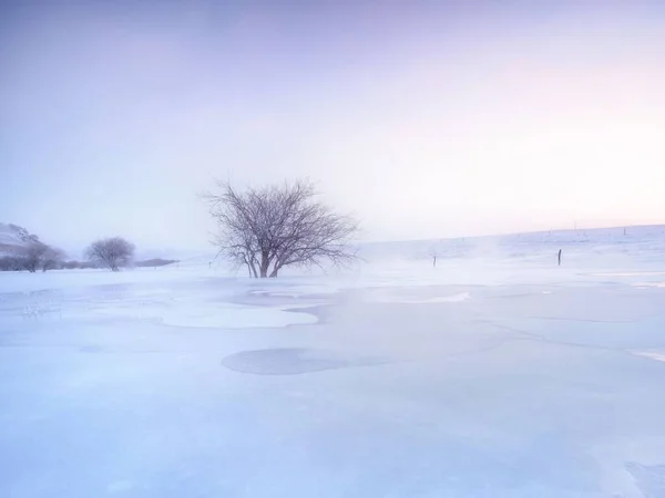Moğolistan Kışın Çıplak Ağaçlarla Dolu Donmuş Beyaz Bir Tarla — Stok fotoğraf