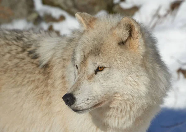 一幅北极野狼在森林里游荡的风景 — 图库照片