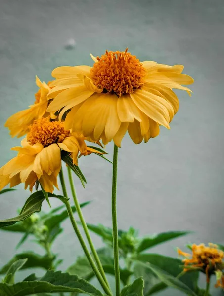 Primer Plano Flores Florecientes Margarita Amarilla —  Fotos de Stock