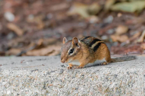 Small Eastern Chipmunk Rock Woods — Stock Photo, Image